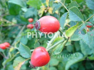 Rosa