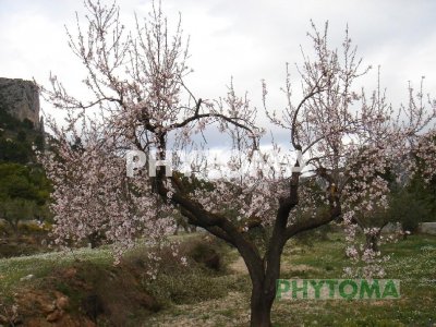 Almendro