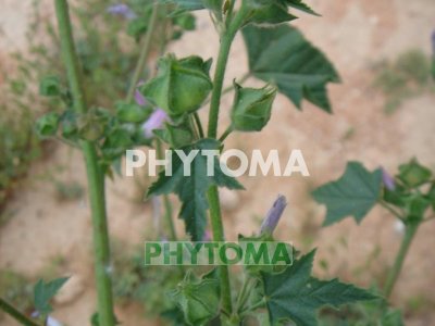 Malva