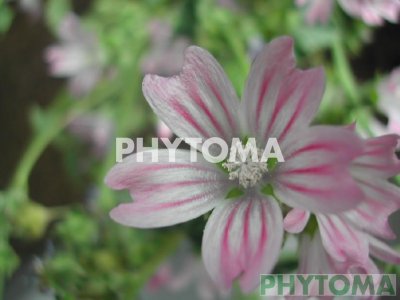 Malva
