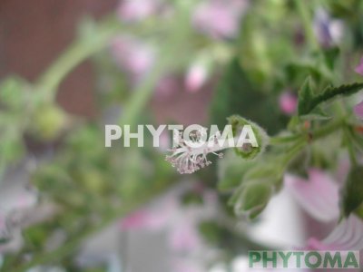 Malva
