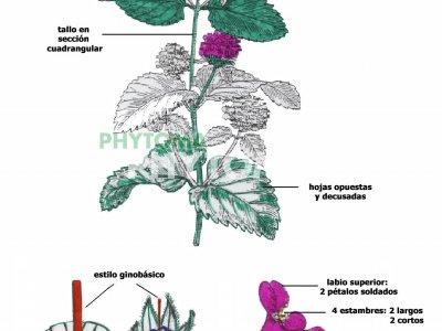 Hierba gatera