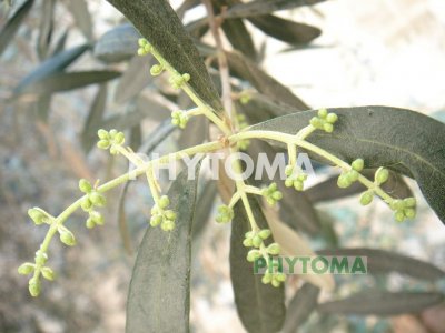 Olivo