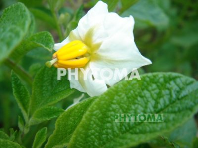 Patata