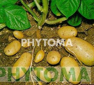Patata
