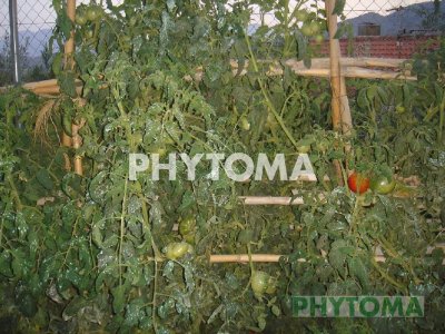 Tomate