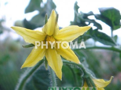 Tomate