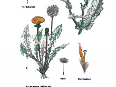 Cardo de María y diente de león