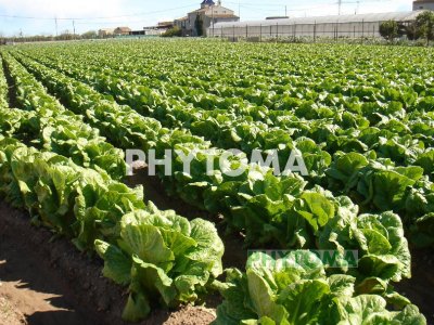 Lechuga
