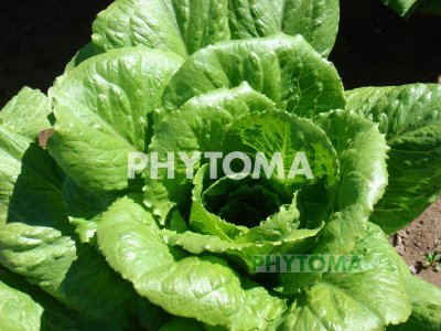 Lechuga