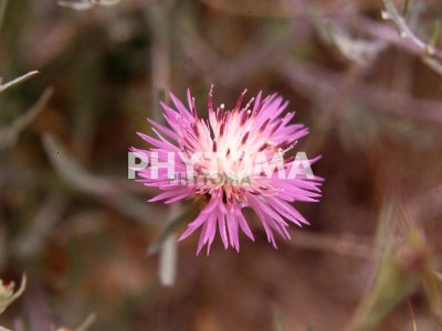 Centaurea de tres espinas