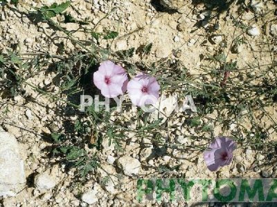 Corregüela (Correhuela) rosada / Campanilla rosada / Corretjola de serp / Corretjola de camins / Corretjola rogenca