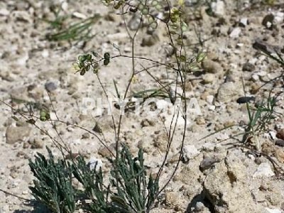 Anteojos / Jaramago lanoso / Herba de llunetes