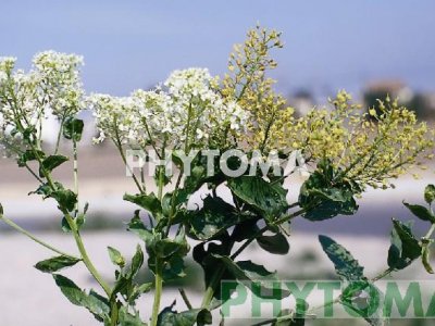 Floreta / Draba / Mastuerzo bárbaro / Capellanes / Papoles / Capellans / Bàbol / Múixos