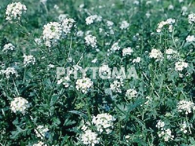Rabanizas blanca / Oruga silvestre / Ravenissa blanca / Ravenell blanc / Citró / Jaramago