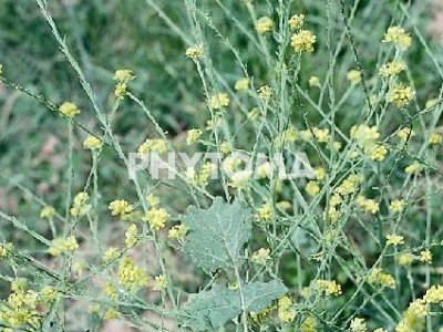 Roqueta bastarda / Rabaniza amarilla / Ravenissa groga / Ravenissa incana