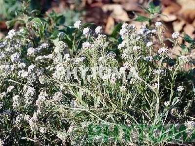 Mastuerzo marino / Caps blancs / Herba blanca / Sempreenflor / Barba blanca / Broqueletes anchos / Broqueletes de dama