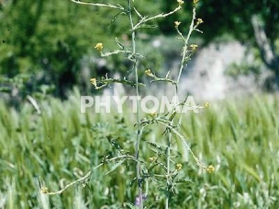 Hierba de los cantores / Jaramago / Encendecandiles / Erisimo de los griegos / Erisimo oficinal / Hierba de los chantres / Hierba de los predicadores / Hierba de San Alberto / Hierba meona / Irion