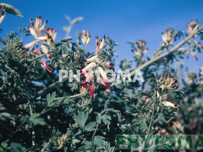 Fumaria blanca / Palomilla  