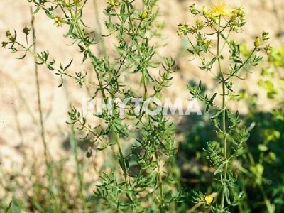 Hipérico / Hipericón / Corazoncillo / Hierba de San Juan / Espantadiablillos / Hierba del soldado / Herba foradada / Herba santjoanera