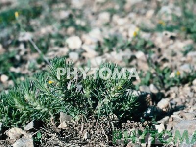 Pinillo / Pinillo oloroso / Herba felera / Ajuga / Camapiteos / Camepytis / Encinilla picuda / Hierba artética / Hierba bacera / Hierba de las junturas / Hierba del corazón / Pinillo / Pinillo de A