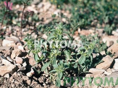 Zahareña lanuda / Té de campo / Espinadella xicoteta / Te de pedrera