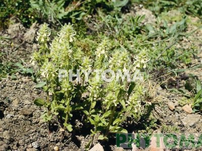 Albahaca campesina / Espinadella / Alfàbega borda /  Rabo de zorra