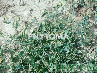 Alacranera / Hierba del escorpión / Herba de l’escorpí / Peu de pardal / Banya de cabra / Coleta / Hierba del amor
