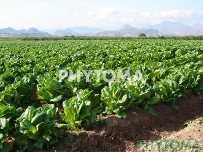 Lechuga