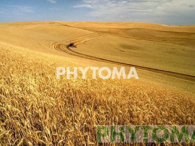 Trigo