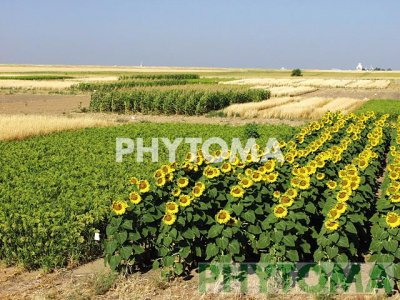 Girasol