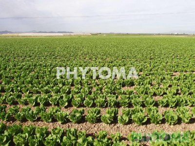 Lechuga