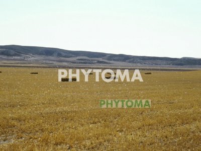 Trigo