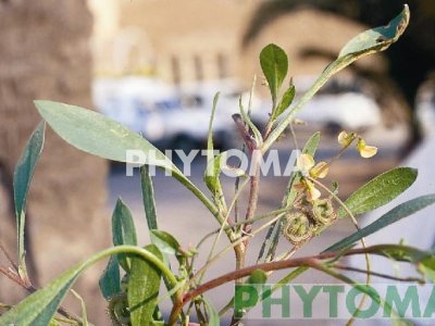 Hierba del escorpión / Alacranera / Lengua de oveja / Herba d’eruga / Cua d’escorpí / Llengua d’ovella
