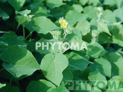 Cantarillos / Picacuellos / Malva asiática / Yute de China