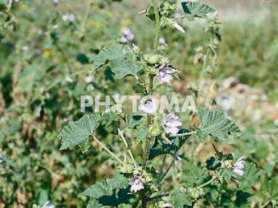 Malva bastarda / Malvera / Malva d’horta / Malva de runa 