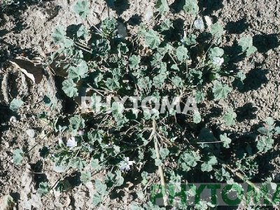 Malvilla / Malva enana