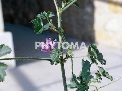 Malva común / Malva mayor / Malva comú 