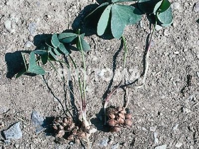 Trébol de huerta / Aleluya / Acederilla / Magreta / Agret / Pa de cucut