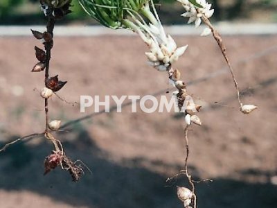 Matapán / Trebolillo / Flor del sueño / Vinagrella / Agricos / Agrillo / Cebolla / Chuchamel / Llanto agrio / Perejilico