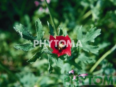 Amapola cornuda / Amapola loca / Lagartera / Rosella cornuda / Cascall