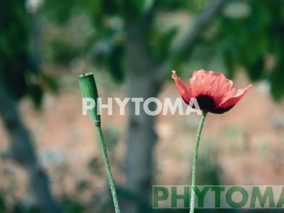 Amapola oblonga / Rosella