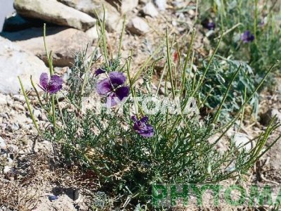Amapola morada / Ampola violeta / Ababol morado / Rosella morada / Cascall morat 