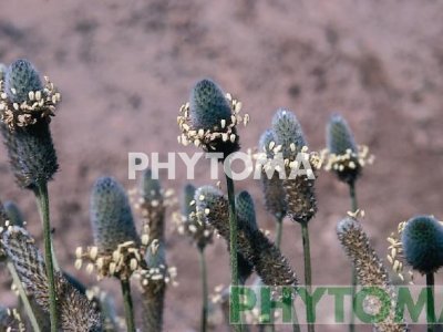 Pie de liebre / Peu de llebre / Plantatge de morro d’ovella 