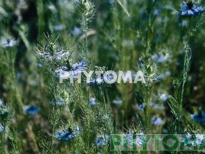 Arañuela / Neguilla de Damasco / Flor d’aranya / Niella lluenta / Estrella de camp / barba d’ermità