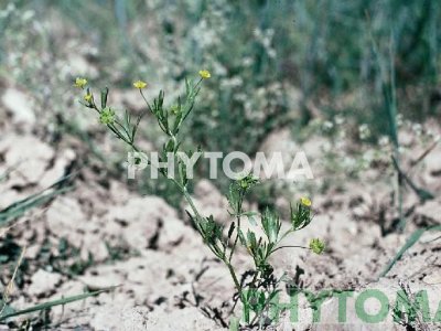 Gata rabiosa / Abrepuños / Herba de l’amor