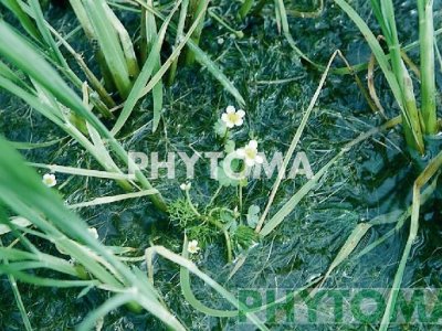 Hierba lagunera / Ranúnculo acuático / Creixenassa / Ranuncle aquàtic / Botons d’ aigua