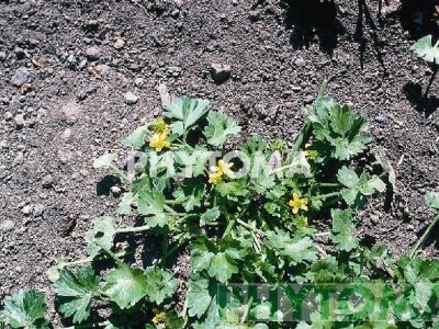 Abrepuños / Centella / Ranuncle muricat
