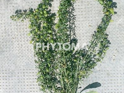 Farolilla / Gualdilla / Pebrot de ruc / Capironats / Gavarró 
