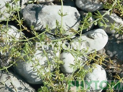 Hierba confitera / Yerba dulcera / Rabata / Rabosa / Rèvola berrugosa